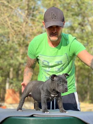 , American Bully Pocket Welpen - Hündin