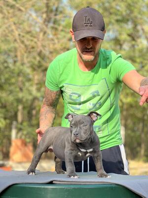 , American Bully Pocket Welpen - Hündin