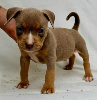 American Bully Welpen - Hündin