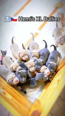 American Bully XL - Welpen in Blau und Champagner (ABKC-Registrierung), American Bully Welpen - Hündin