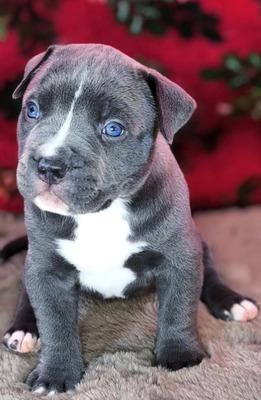 American Bully XL - Welpen in Blau und Champagner (ABKC-Registrierung), American Bully Welpen - Hündin