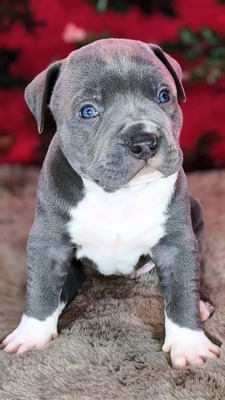 American Bully XL - Welpen in Blau und Champagner (ABKC-Registrierung), American Bully Welpen - Hündin