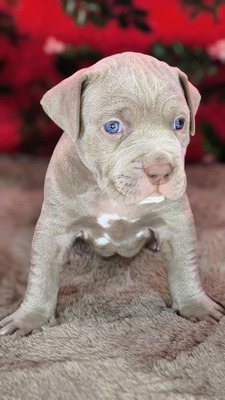 American Bully XL - Welpen in Blau und Champagner (ABKC-Registrierung), American Bully Welpen - Hündin