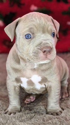 American Bully XL - Welpen in Blau und Champagner (ABKC-Registrierung), American Bully Welpen - Hündin