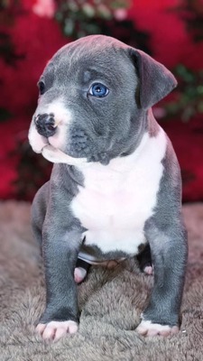 American Bully XL - Welpen in Blau und Champagner (ABKC-Registrierung), American Bully Welpen - Hündin