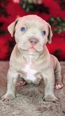 American Bully XL - Welpen in Blau und Champagner (ABKC-Registrierung), American Bully Welpen - Hündin