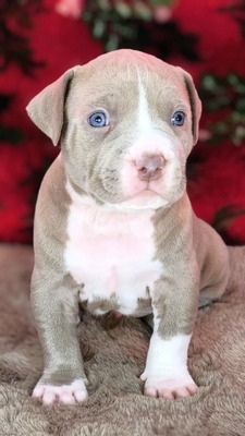 American Bully XL - Welpen in Blau und Champagner (ABKC-Registrierung), American Bully Welpen - Hündin