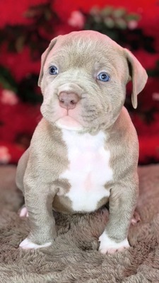 American Bully XL - Welpen in Blau und Champagner (ABKC-Registrierung), American Bully Welpen - Hündin