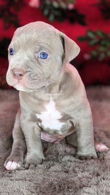 American Bully XL - Welpen in Blau und Champagner (ABKC-Registrierung), American Bully Welpen - Hündin