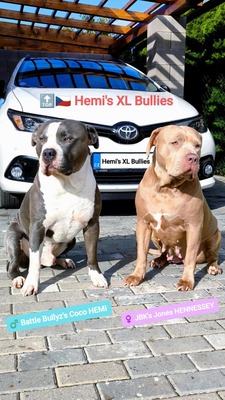 American Bully XL - Welpen in Blau und Champagner (ABKC-Registrierung), American Bully Welpen - Hündin