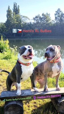 American Bully XL - Welpen in Blau und Champagner (ABKC-Registrierung), American Bully Welpen - Hündin