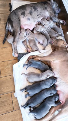 American Bully XL - Welpen in Blau und Champagner (ABKC-Registrierung), American Bully Welpen - Hündin