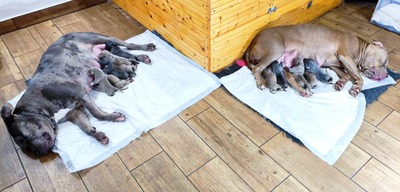 American Bully XL - Welpen in Blau und Champagner (ABKC-Registrierung), American Bully Welpen - Hündin