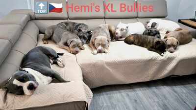 American Bully XL - Welpen in Blau und Champagner (ABKC-Registrierung), American Bully Welpen - Hündin
