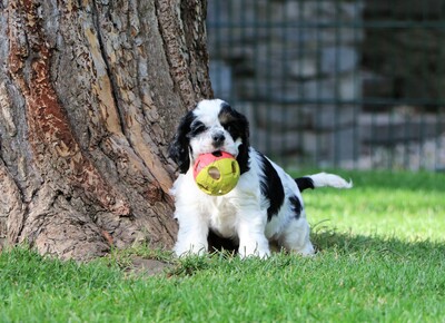 American Cocker Spaniel, Amerikanischer Cockerspaniel - Rüde