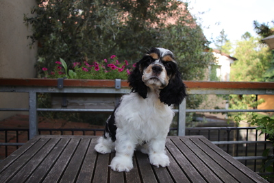 American Cocker Spaniel Welpen