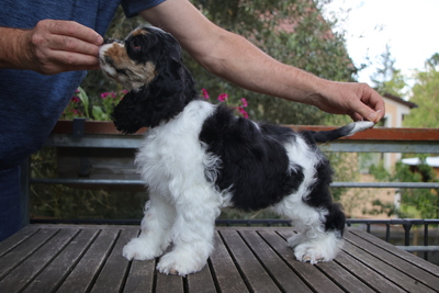 American Cocker Spaniel Welpen, Amerikanischer Cockerspaniel Welpen - Rüde