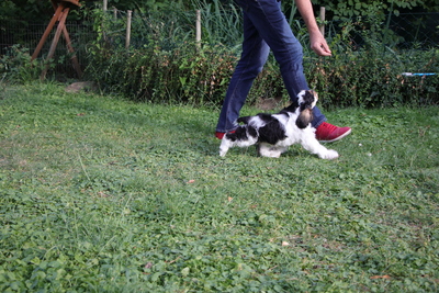 American Cocker Spaniel Welpen, Amerikanischer Cockerspaniel Welpen - Rüde
