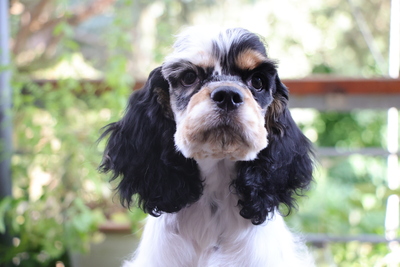 American Cocker Spaniel Welpen, Amerikanischer Cockerspaniel Welpen - Rüde