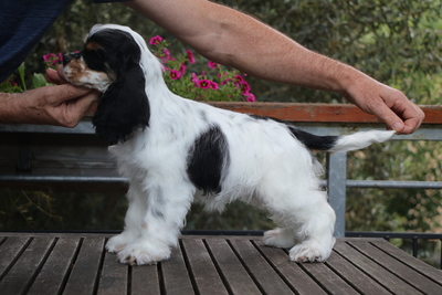 American Cocker Spaniel Welpen, Amerikanischer Cockerspaniel Welpen - Rüde
