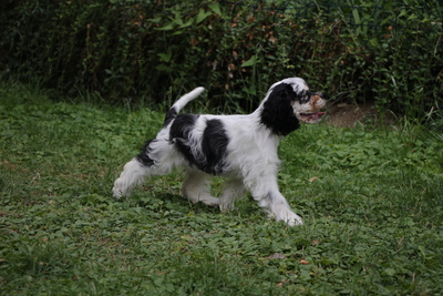 American Cocker Spaniel Welpen, Amerikanischer Cockerspaniel Welpen - Rüde