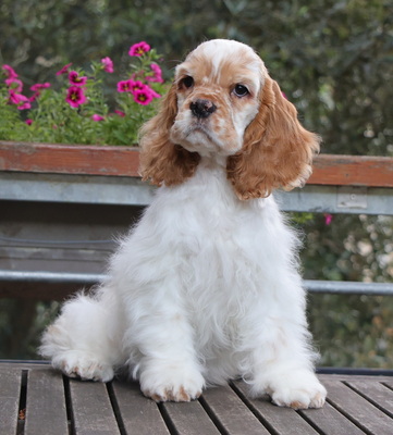 American Cocker Spaniel Welpen, Amerikanischer Cockerspaniel Welpen - Rüde