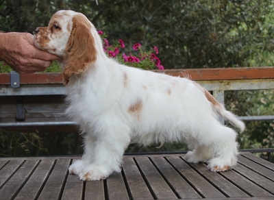 American Cocker Spaniel Welpen, Amerikanischer Cockerspaniel Welpen - Rüde