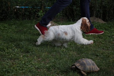 American Cocker Spaniel Welpen, Amerikanischer Cockerspaniel Welpen - Rüde