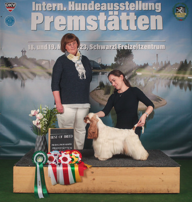American Cocker Spaniel Welpen, Amerikanischer Cockerspaniel Welpen - Rüde