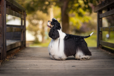 American Cocker Spaniel Welpen, Amerikanischer Cockerspaniel Welpen - Rüde