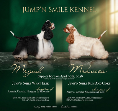American Cocker Spaniel Welpen, Amerikanischer Cockerspaniel Welpen - Rüde
