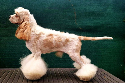 American Cocker Spaniel - Welpen aus Elite Zucht, American Cocker - Rüde