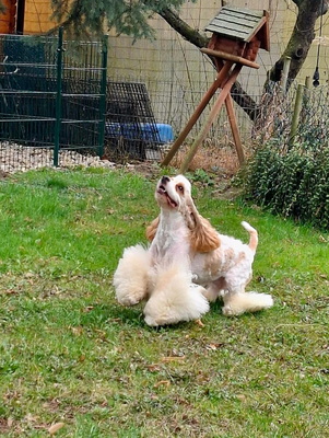 American Cocker Spaniel - Welpen aus Elite Zucht, American Cocker - Rüde