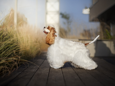 American Cocker Spaniel - Welpen aus Elite Zucht, American Cocker - Rüde