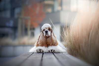 American Cocker Spaniel - Welpen aus Elite Zucht, American Cocker - Rüde