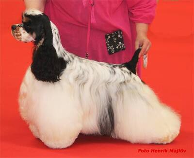 American Cocker Spaniel - Welpen aus Elite Zucht, American Cocker - Rüde