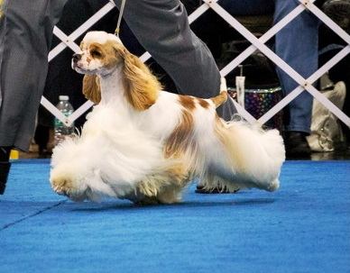 American Cocker Spaniel - Welpen aus Elite Zucht, American Cocker - Rüde