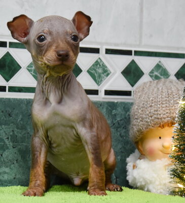 , American Hairless Terrier Welpen - Rüde