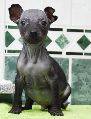 , American Hairless Terrier Welpen - Rüde