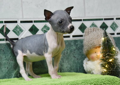 , American Hairless Terrier Welpen - Rüde
