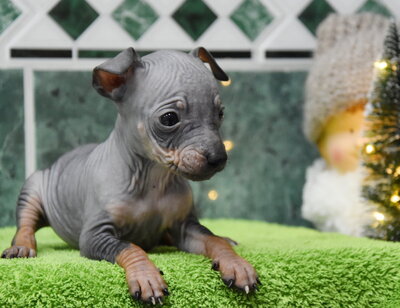 , American Hairless Terrier Welpen - Rüde