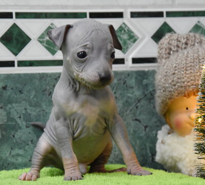 , American Hairless Terrier Welpen - Rüde