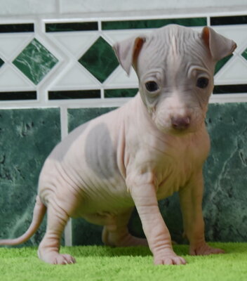 , American Hairless Terrier Welpen - Rüde