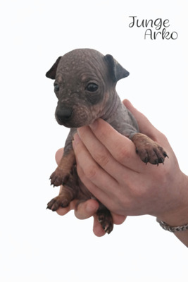 American Hairless Terrier Welpen mit Ahnentafel, American Hairless Terrier Welpen - Hündin