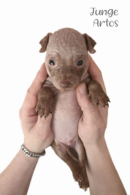 American Hairless Terrier Welpen mit Ahnentafel, American Hairless Terrier Welpen - Hündin