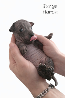 American Hairless Terrier Welpen mit Ahnentafel, American Hairless Terrier Welpen - Hündin
