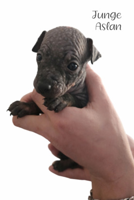 American Hairless Terrier Welpen mit Ahnentafel, American Hairless Terrier Welpen - Hündin