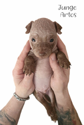 American Hairless Terrier Welpen mit Ahnentafel, American Hairless Terrier Welpen - Hündin