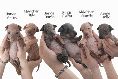 American Hairless Terrier Welpen mit Ahnentafel, American Hairless Terrier Welpen - Hündin