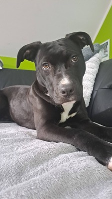 American Pitbull Terrier, American Pitbull Terrier - Hündin